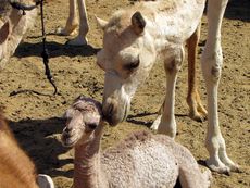 119 Kamelbaby mit Mutter.JPG